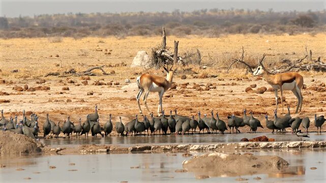 huge flock of helmeted guinea fowls, Numida meleagris, at waterhole 060