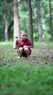 Young boy in red shirt collects pinecones in forest and throws them aside. He squats holding a cone and gazes curiously at the camera.