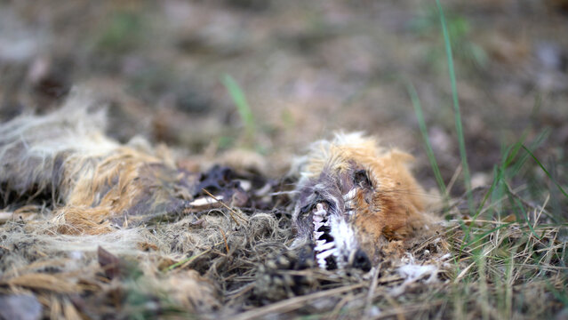 Dead fox carcass decomposing on forest floor. Fur, bones, skull and teeth among pine needles and leaves. Perfect for wildlife documentary.