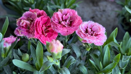 Fototapeta premium Vibrant pink carnation flowers blooming in spring garden, beautiful dianthus background close up