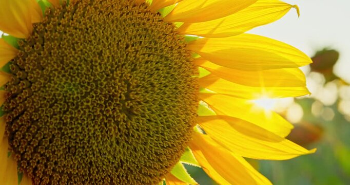 Field of blooming sunflowers in agricultural field during sunset