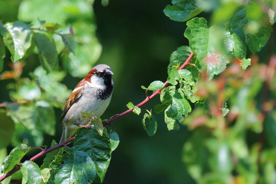 Haussperling / House sparrow / Passer domesticus