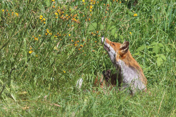 Fototapeta premium Rotfuchs / Red fox / Vulpes vulpes