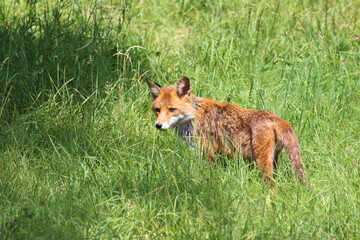 Fototapeta premium Rotfuchs / Red fox / Vulpes vulpes
