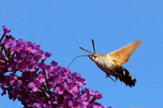 Taubenschw&auml;nzchen / Hummingbird hawk-moth / Macroglossum stellatarum