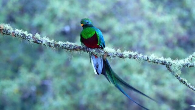 resplendent quetzal, Pharomachrus mocinno, male on lichens covered branch 352a
