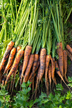 Freshly harvested organic carrots from garden bed