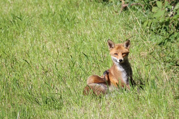 Fototapeta premium Rotfuchs / Red fox / Vulpes vulpes