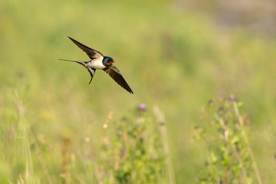 Barn Swallow (Hirundo rustica) in flight.