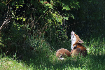 Fototapeta premium Rotfuchs / Red fox / Vulpes vulpes