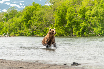 Ruling the landscape, brown bears of Kamchatka (Ursus arctos beringianus) © vaclav