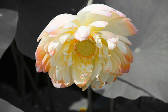 white water lotus fully open with peach-tipped petals.  cool yellow seed pod.