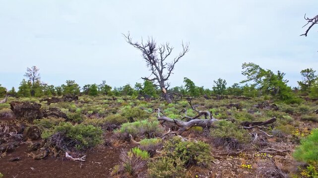 Devils Orchard Nature Trail Craters of the Moon Idaho Lava Landscape