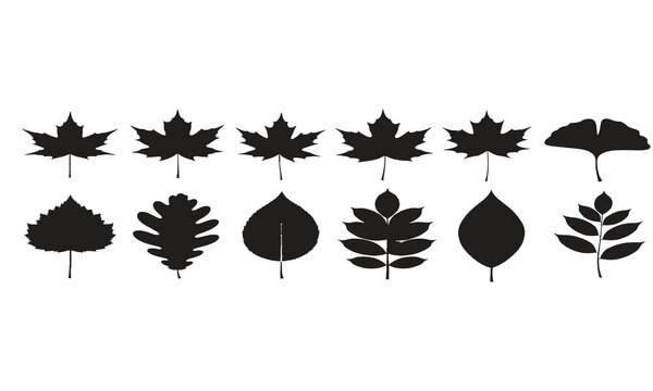 Set of assorted black botanical leaves silhouettes on white background