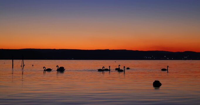 Swans Swimming On A Tranquil Lake At Orange Sunset With Distant Hills
