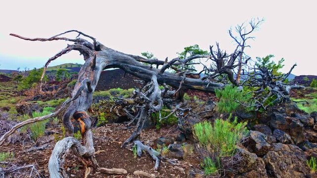 Devils Orchard Nature Trail Craters of the Moon Idaho Lava Landscape