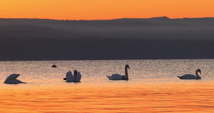 Swans Swimming On A Tranquil Lake Water during Orange Sunset video