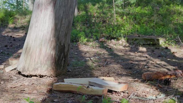 A close-up shot shows a man in protective work gloves gathering freshly split logs from the forest floor next to a chopping block.  Horizontal at 60fps.