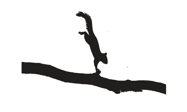 Silhouette of a squirrel standing vertically on a branch with squirrel, standing