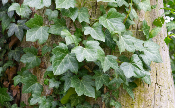 Ivy leaves climbing on tree trunk