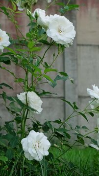 White rose bush blooming in a green garden near a fence. Summer garden, floral background, white flowers. High quality 4k footage.