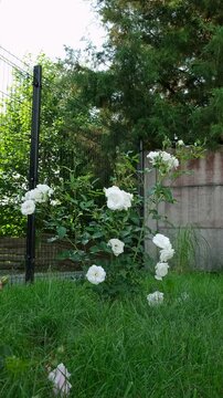 White rose bush blooming in a green garden near a fence. Summer garden, floral background, white flowers. High quality 4k footage.