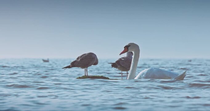 Graceful White Swans Swimming Together On A Misty sea Lake With Soft Reflections in water and seagulls on background