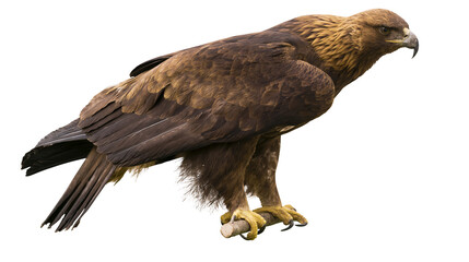 Obraz premium Majestic brown golden eagle perched on a branch, isolated on transparent background