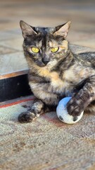 Cute Cat Posing in a Natural Environment © Diego 