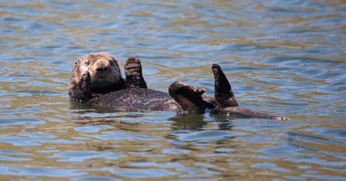 Cute sea otter waving his paws while floating on his back