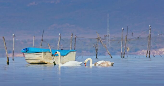 Swans couple Swimming Near a Small Boat and Fishing Nets on a Calm Lake at Dawn near the city