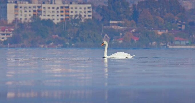 Swan Swimming Alone On Calm Urban Lake With Soft Reflections of city buildings in the water Autumn Shoreline