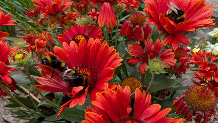 Bumblebees collecting nectar from Gaillardia flowers © Inha