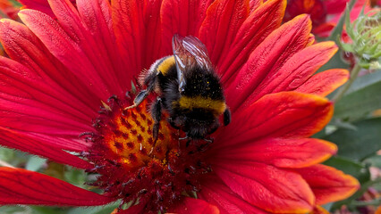 Bumblebee collecting nectar from Gaillardia flower.  © Inha