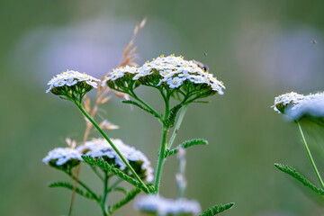 Weiße Schafgarbe auf sommerlicher Wildblumenwiese © Tina Rabus