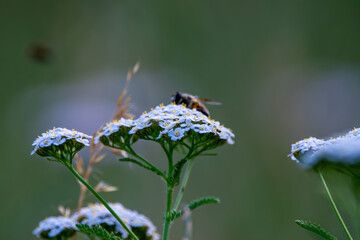Schwebfliege auf Schafgarbe mit Bokeh © Tina Rabus