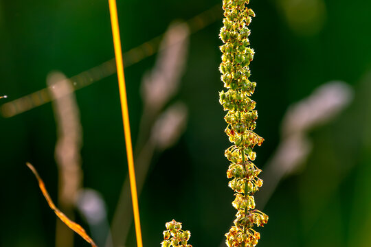 Wildkr&auml;uter auf einer sommerlichen Wiese im Morgenlicht