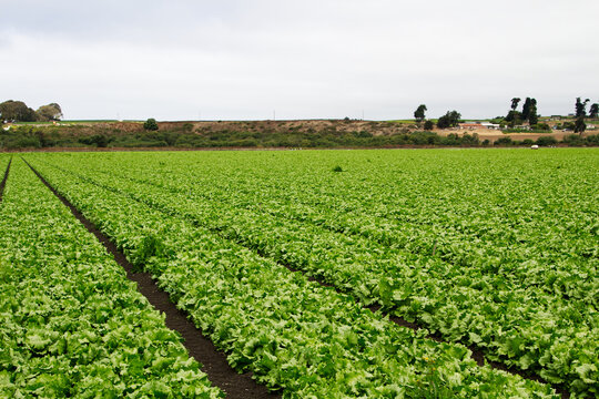 Commercial Agricultural Field With Green Pants In Rows