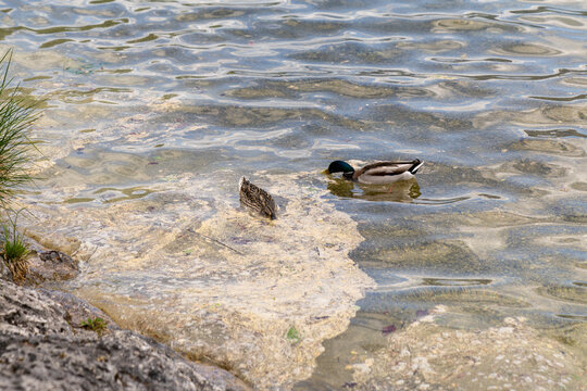 Mallard duck couple swimming in a clear lake with yellow tree pollen on the water surface