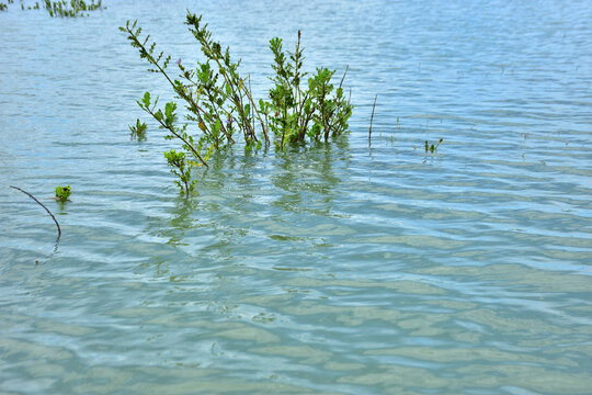 Bangladesh Coastal and River Landscapes: Mangrove forest during high tide on the Bakkhali River, Cox's Bazar, Bangladesh &ndash; Signal-3 Monsoon Collection