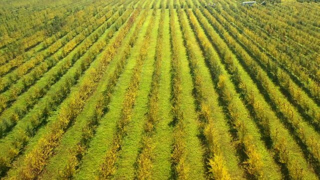 Aerial flight over rows of apple orchard in autumn, agricultural landscape from above