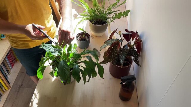 Man taking care of indoor plants at home