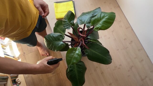 Man spraying water on a houseplant
