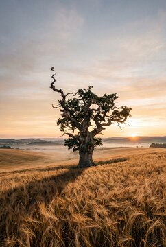 Ancient oak tree standing in a golden wheat field at sunrise with misty hills