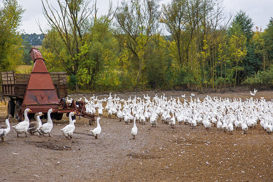 White Geese Flock By Agricultural Machinery