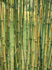 Fototapeta premium Dense Bamboo Canes at Durham Botanic Garden June 2026