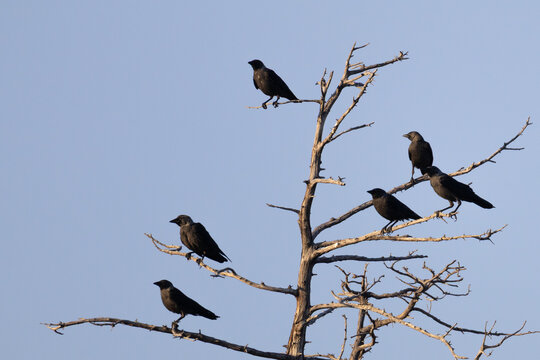 Flock of Western jackdaws (Coloeus monedula) perched on bare branches of a dead tree against sky, Cyprus