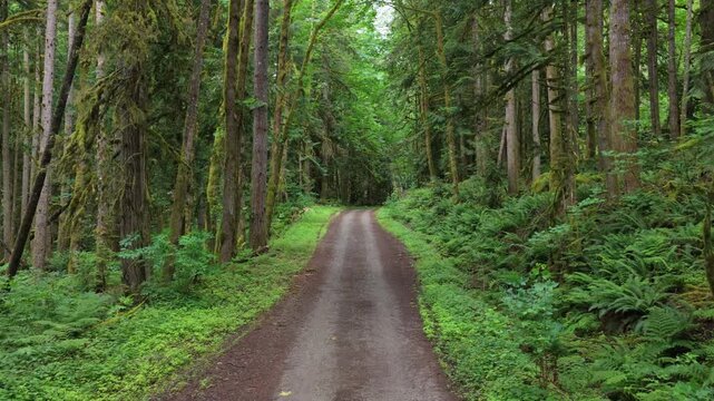 Scenic Dirt Road Winding Through a Lush Green Forest in British Columbia, Canada
