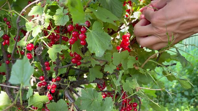 a person's bare hands carefully picking ripe, bright red currants from a lush green bush. Summer gardening, fresh harvest, and organic fruit cultivation.