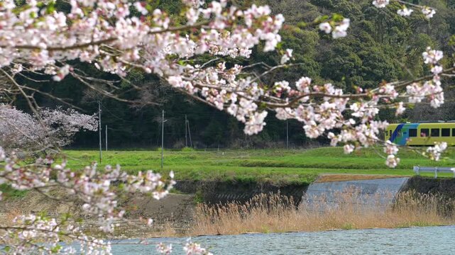 平成筑豊鉄道の崎山駅付近の桜と車両